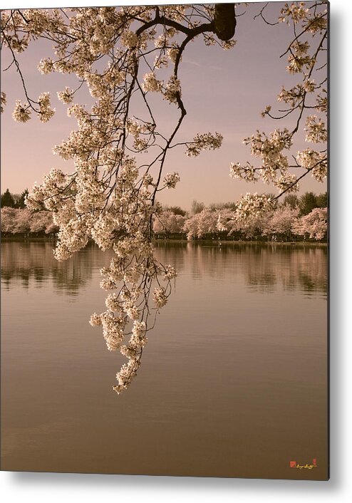 Washington D.c. Metal Print featuring the photograph Japanese Cherry Tree Blossoms over the Tidal Basin in Sepia DS019S by Gerry Gantt