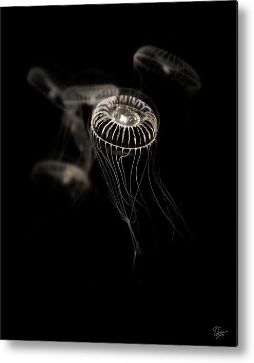 Endre Metal Print featuring the photograph Jellies by Endre Balogh