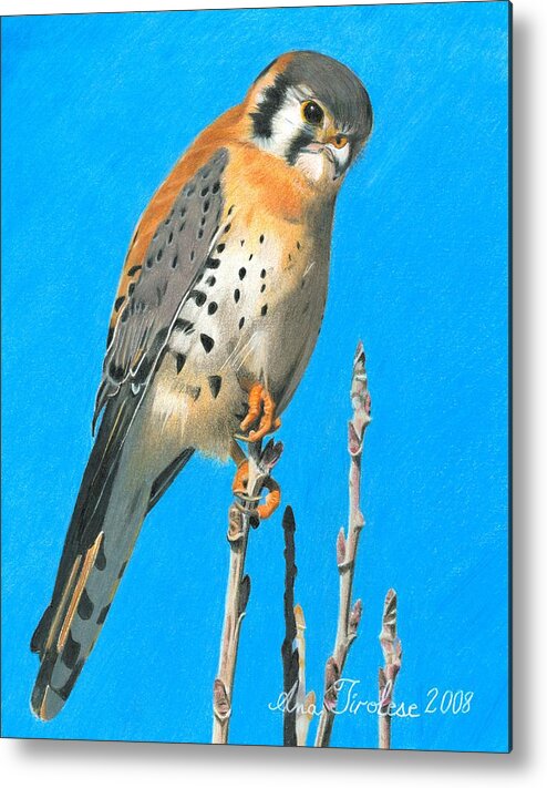 Kestrel Metal Print featuring the drawing Kestrel by Ana Tirolese