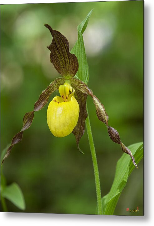 Nature Metal Print featuring the photograph Large Yellow Lady Slipper Orchid DSPF0251 by Gerry Gantt
