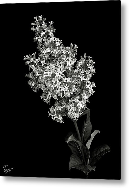 Flower Metal Print featuring the photograph Lilac in Black and White by Endre Balogh