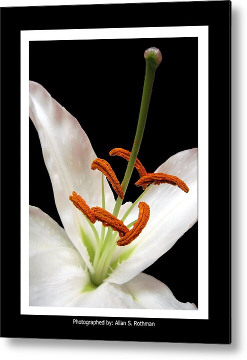 Lily Metal Print featuring the photograph Lily Vertical by Allan Rothman