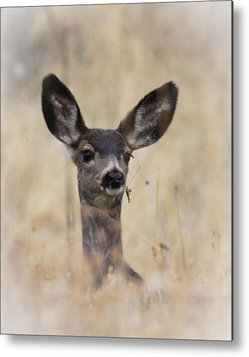 Fawn Metal Print featuring the photograph Little Fawn by Steve McKinzie