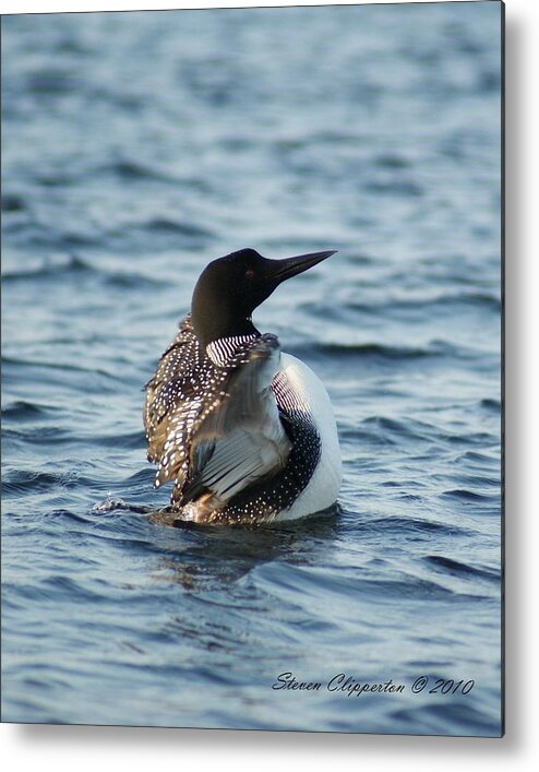 Wildlife Metal Print featuring the photograph Loon Dance 1 by Steven Clipperton