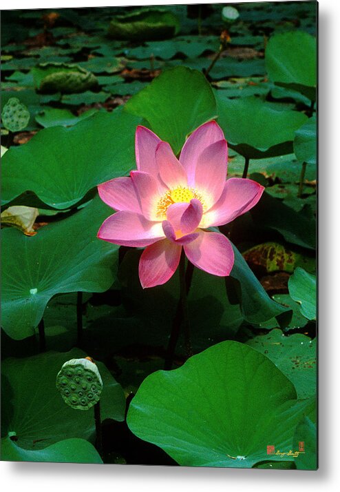 Nature Metal Print featuring the photograph Lotus Flower and Capsule 24A by Gerry Gantt