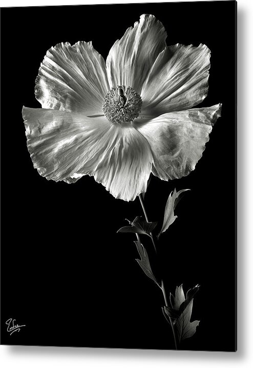 Flower Metal Print featuring the photograph Matilija Poppy in Black and White by Endre Balogh