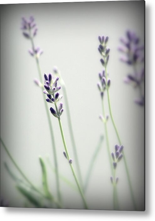 Lavender Stems Metal Print featuring the photograph Memories of Provence by Brooke T Ryan