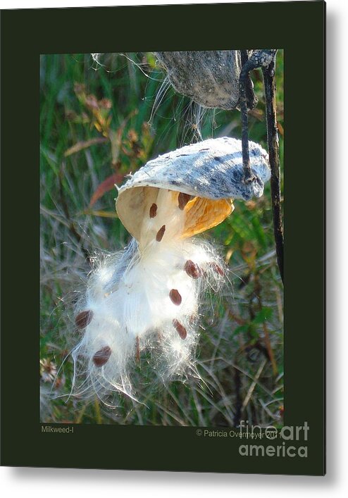 Milkweed Metal Print featuring the photograph Milkweed-I by Patricia Overmoyer