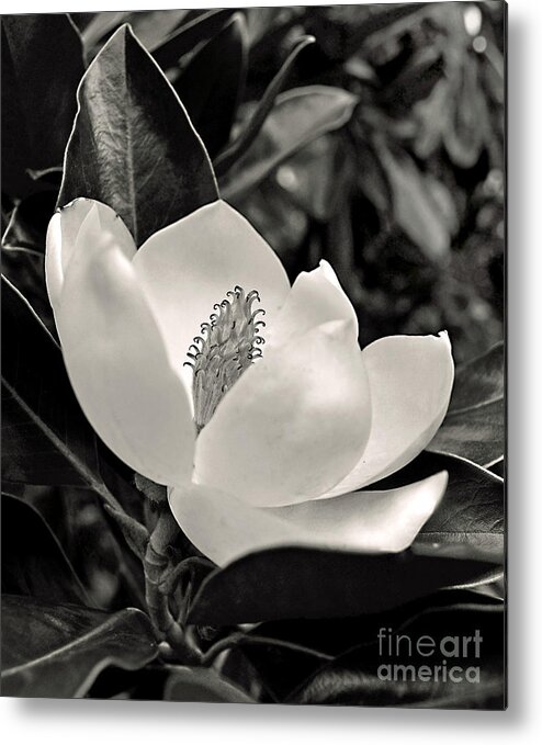 Flower Metal Print featuring the photograph Mississippi Magnolia by Amanda Sanford