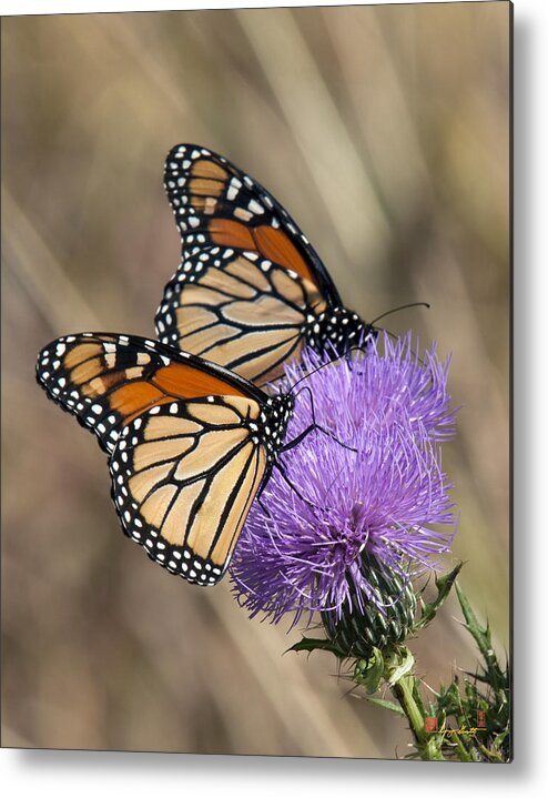 Marsh Metal Print featuring the photograph Monarch Butterflies on Field Thistle DIN162 by Gerry Gantt