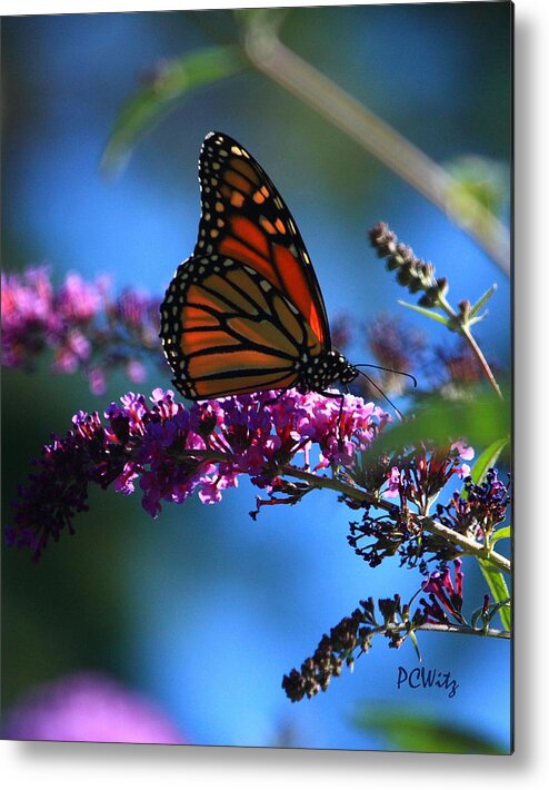 Butterfly Metal Print featuring the photograph Monarch Butterfly by Patrick Witz