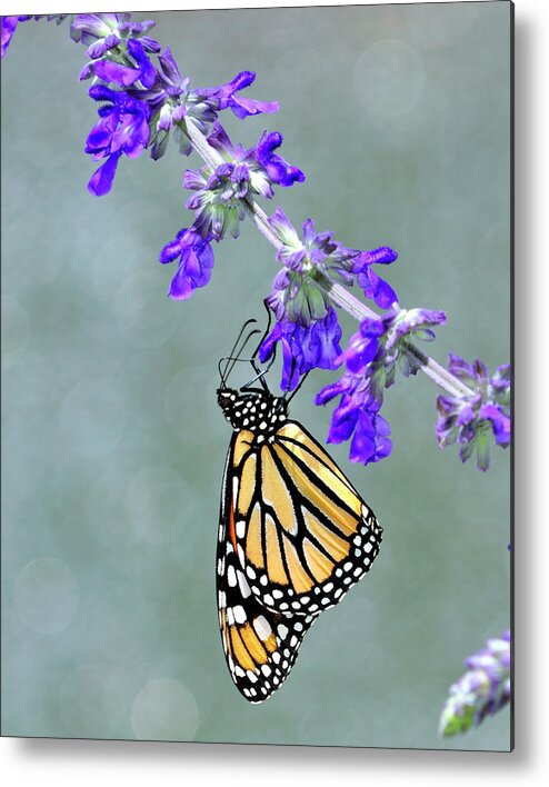 Monarch Metal Print featuring the photograph Monarch on Purple by Bill Dodsworth