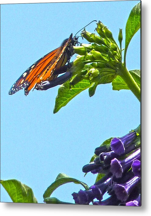 Butterfly Metal Print featuring the photograph Monarch With Purple Flower by Marie Morrisroe