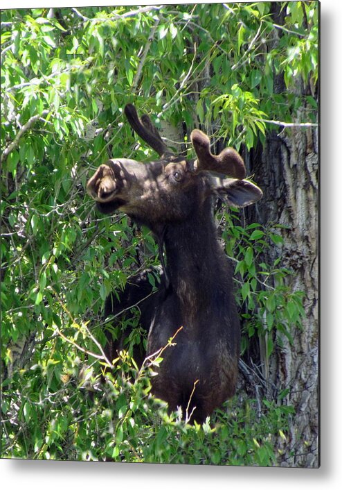 Moose Metal Print featuring the photograph Moose by Angie Vogel