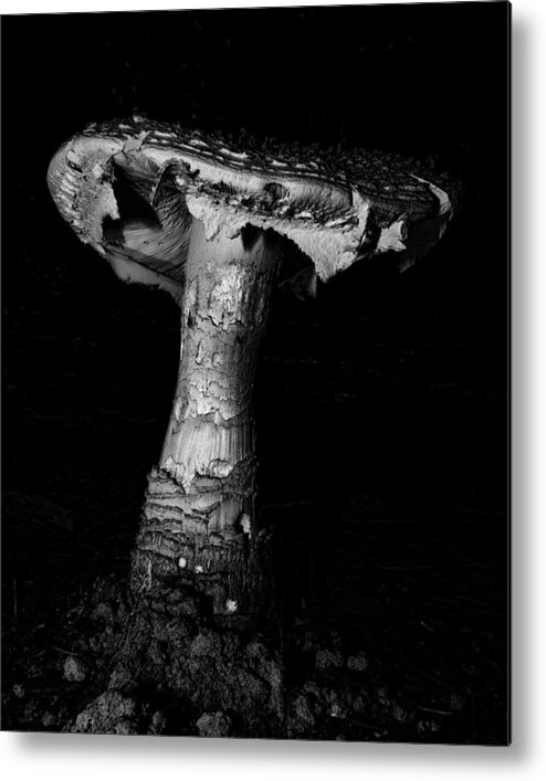 Mushroom Metal Print featuring the photograph Mushroom by Steve Hurt