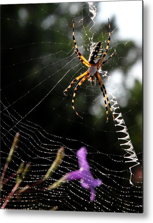 Spider Metal Print featuring the photograph Orb Weaver Spider by Joseph G Holland