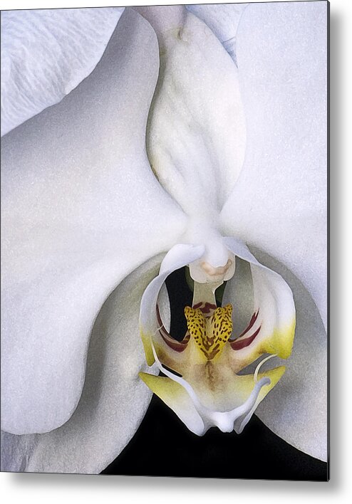 Flowers Metal Print featuring the photograph Orchid Close-up by Betty Eich