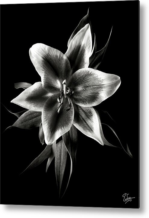 Flower Metal Print featuring the photograph Oriental Lily in Black and White by Endre Balogh