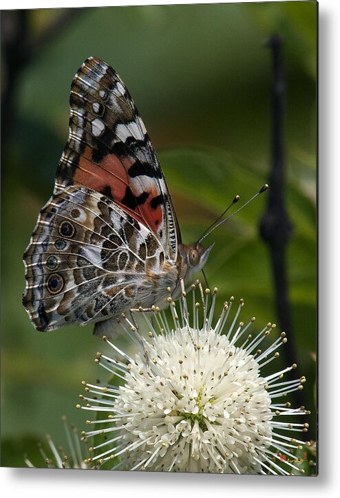 Study Metal Print featuring the photograph Painted Lady Butterfly DIN049 by Gerry Gantt