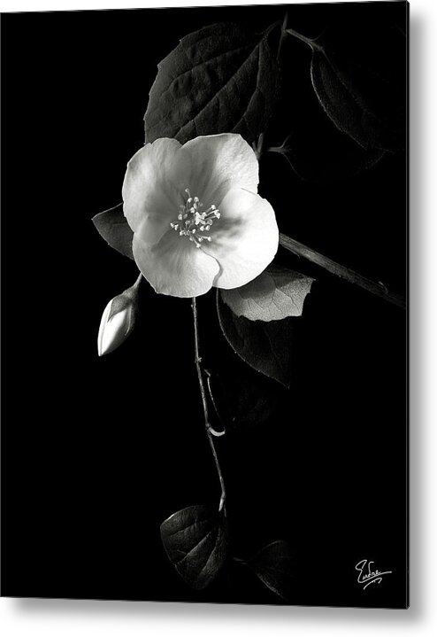 Flower Metal Print featuring the photograph Philadelphus in Black and White by Endre Balogh