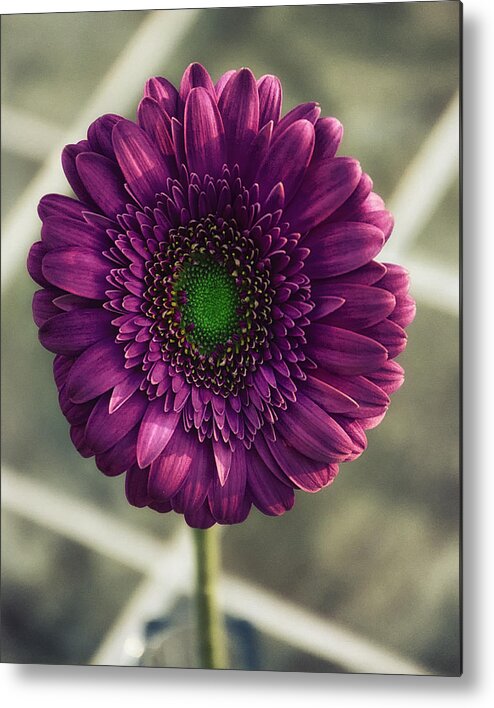 Daisy Metal Print featuring the photograph Poppin' Daisy by Bill and Linda Tiepelman