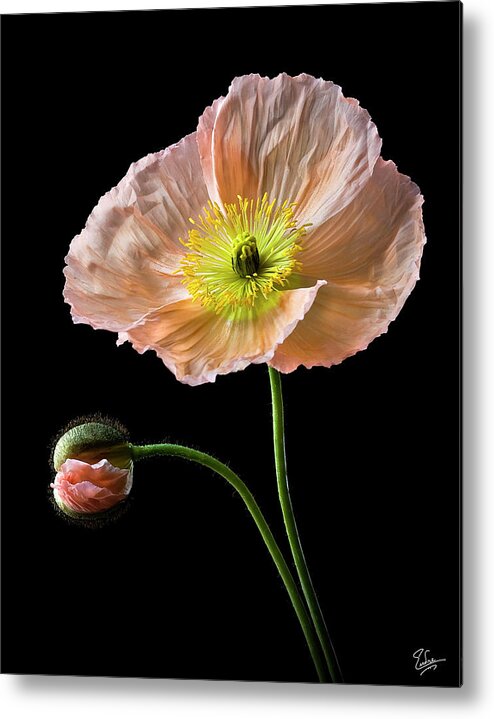 Flower Metal Print featuring the photograph Poppy by Endre Balogh