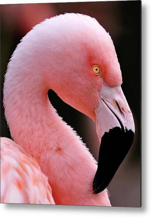 Flamingo Metal Print featuring the photograph Portrait of a Flamingo by Bill Dodsworth