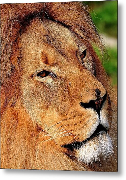 African Metal Print featuring the photograph Portrait of the King by Bill Dodsworth