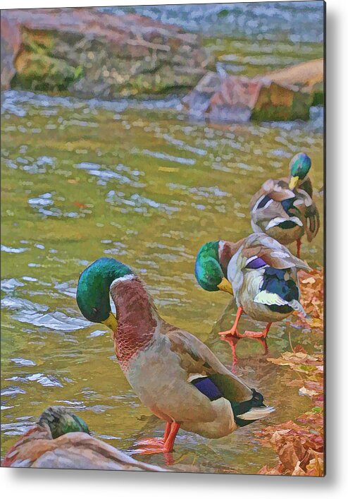 Duck Metal Print featuring the photograph Preening Drakes in a Row by Gregory Scott