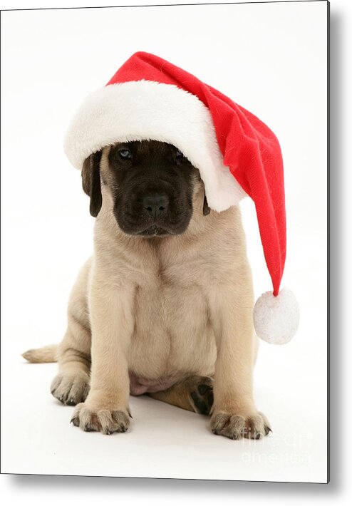 Animal Metal Print featuring the photograph Puppy In A Santa Hat by Jane Burton
