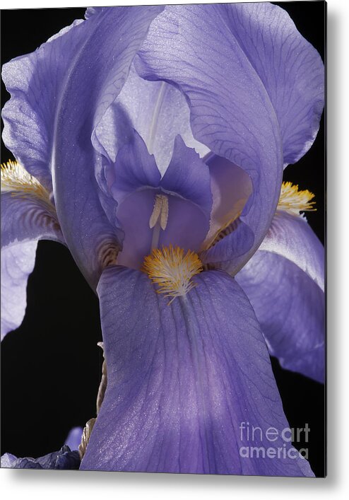 Iris Metal Print featuring the photograph Purple Iris by Art Whitton