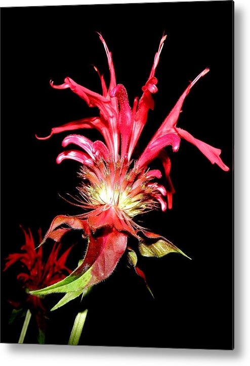 Monarda Metal Print featuring the photograph Red Monarda by Kim Galluzzo