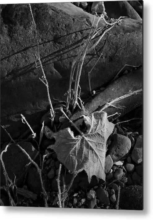 Blank And White Metal Print featuring the photograph River Bed Sycamore Leaf by Michael Dougherty