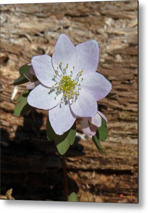 Flower Metal Print featuring the photograph Rue Anemone DSPF128 by Gerry Gantt