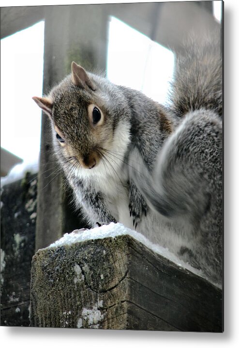 Squirrel Metal Print featuring the photograph Scratching An Itch by Rory Siegel