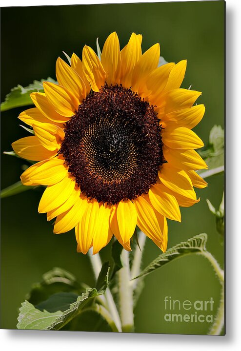 Flowers & Plants Metal Print featuring the photograph Shining Sunflower by Jean A Chang