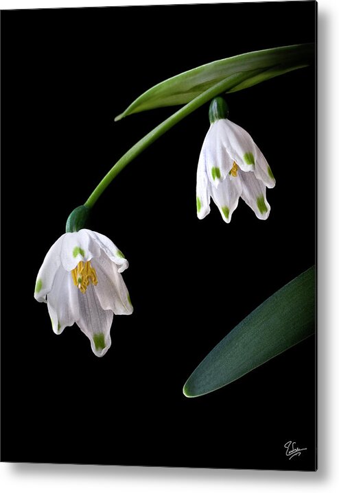 Flower Metal Print featuring the photograph Snow Drops by Endre Balogh