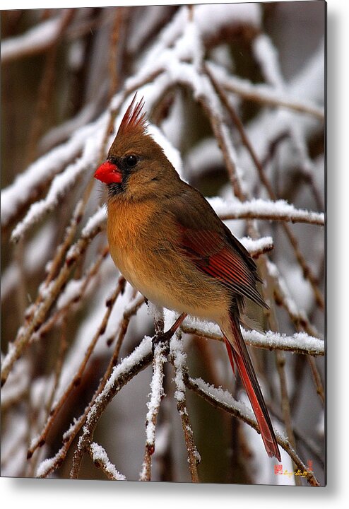 Nature Metal Print featuring the photograph Snowbirds--Cardinal DSB025 by Gerry Gantt