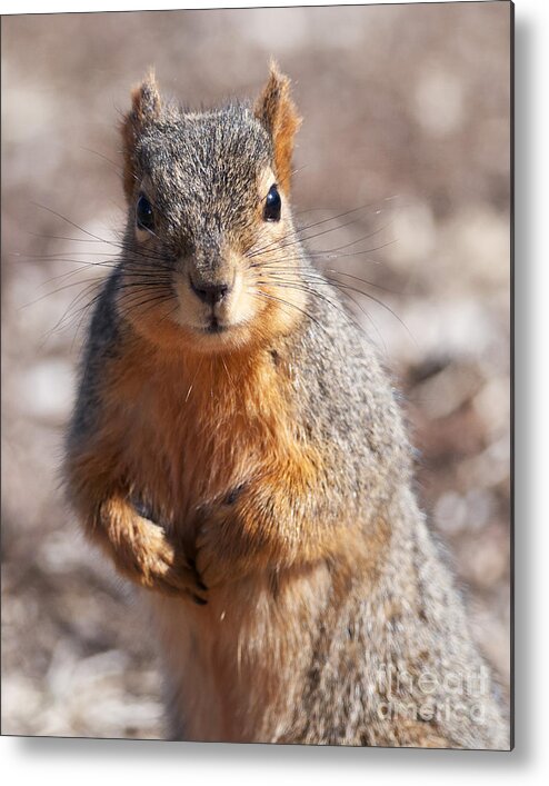 Squirrel Metal Print featuring the photograph Squirrel by Art Whitton