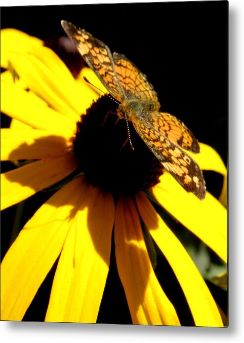 Butterfly Metal Print featuring the photograph Straight across the nectar by Kim Galluzzo