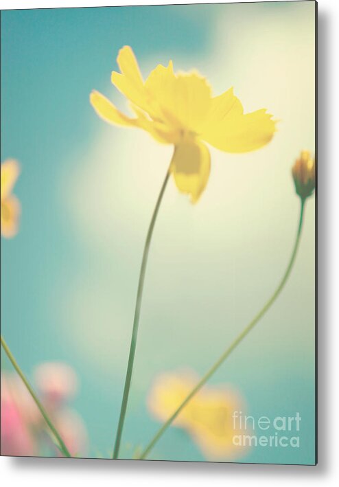 Cosmo Metal Print featuring the photograph Summer by Kim Fearheiley