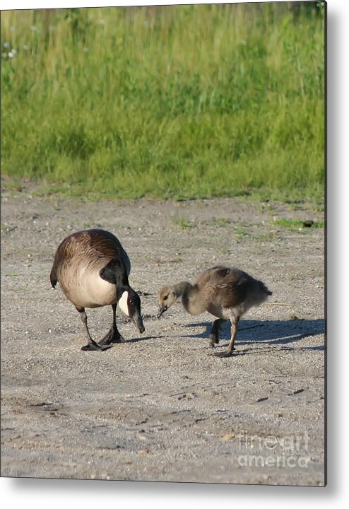 Canada Goose Metal Print featuring the photograph Teaching by Smilin Eyes Treasures