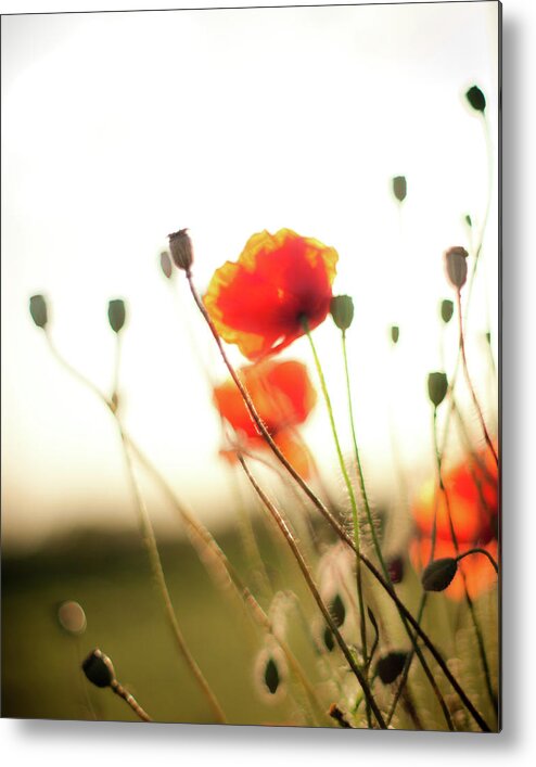 Poppies Metal Print featuring the photograph The Last Poppies of Summer 1 by Max Blinkhorn