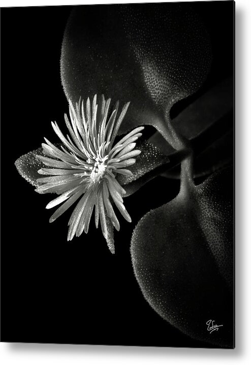 Flower Metal Print featuring the photograph Tiny Ice Plant in Black and White by Endre Balogh