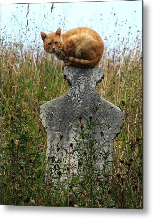 Cat Metal Print featuring the photograph Tombstone Cat by Still Watters