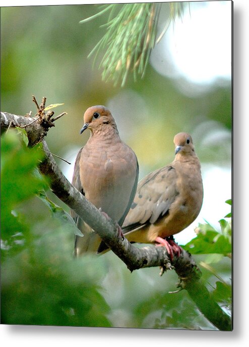 Doves Metal Print featuring the photograph Tranquility by Diane Giurco