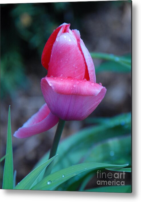 Tulip Metal Print featuring the photograph Tulip After the Rain by Grace Grogan