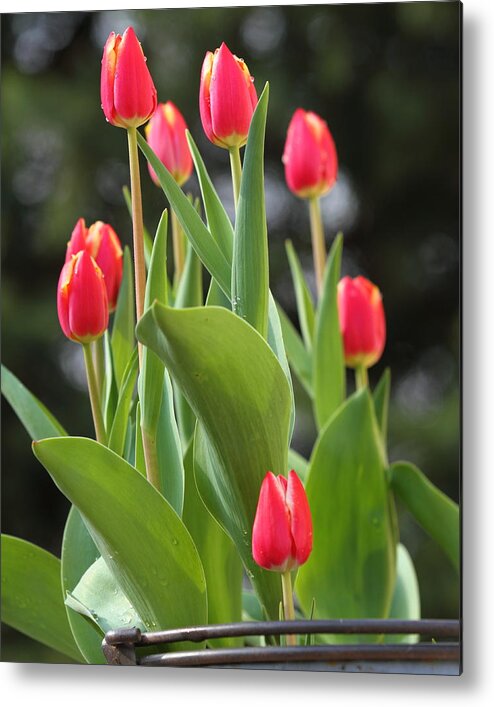 Tulips Metal Print featuring the photograph Tulip Bucket by Coby Cooper