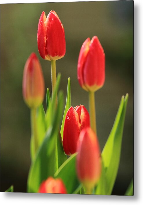 Tulip Metal Print featuring the photograph Tulips by Coby Cooper