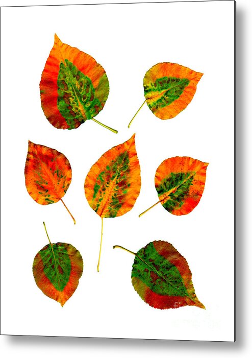 Leaf Metal Print featuring the photograph Vibrant Autumn Leaves by Renee Trenholm